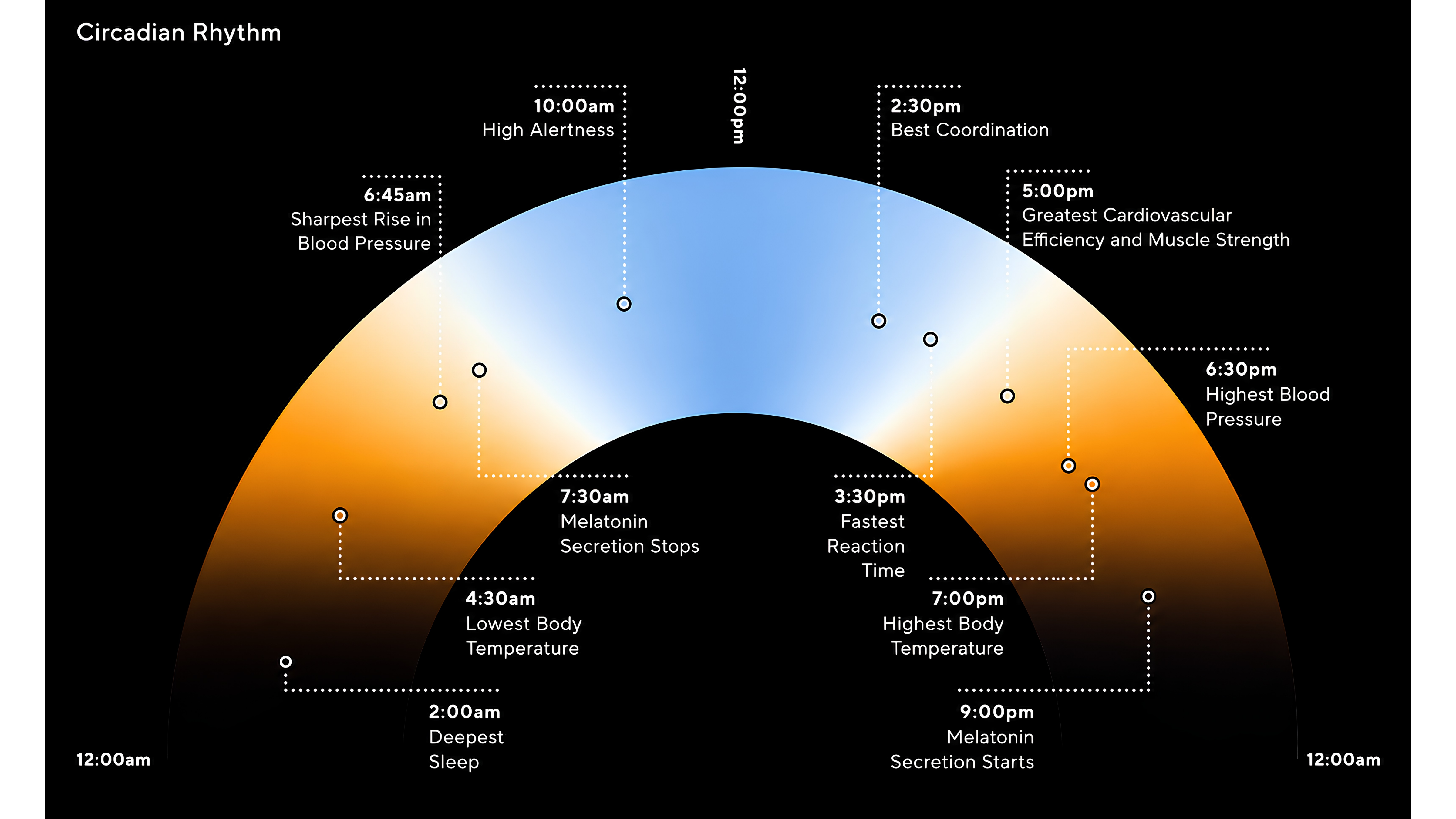 circadian rhythm.png